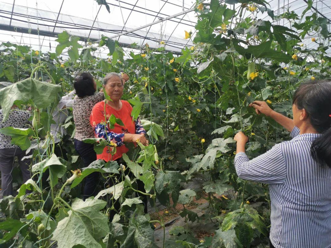 江西丝瓜种植致富_江西东乡丝瓜种植基地_福建丝瓜种植