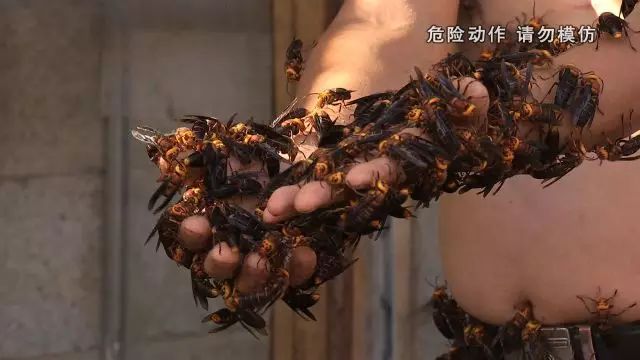 养殖水牛视频_养水牛致富经视频_养牛视频致富经