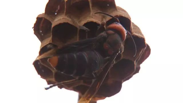 养殖水牛视频_养水牛致富经视频_养牛视频致富经