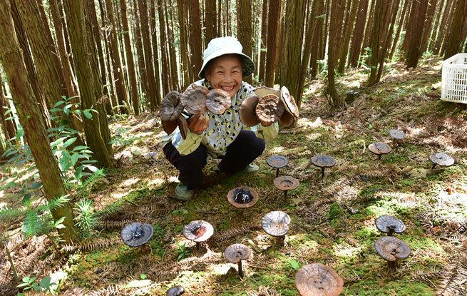 江西丝瓜种植致富_福建丝瓜种植_江西的丝瓜络种植基地