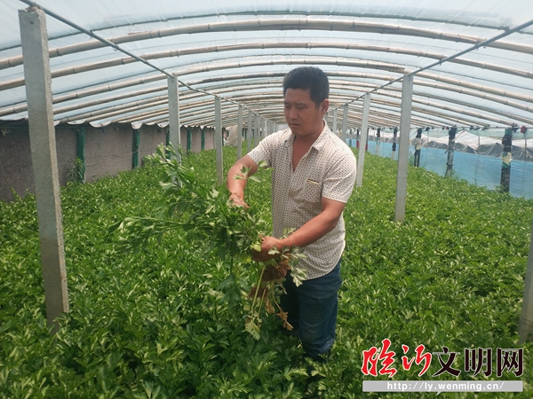 昔日穷山村 如今“绿富美” 茶坡芹菜致富路越走越宽