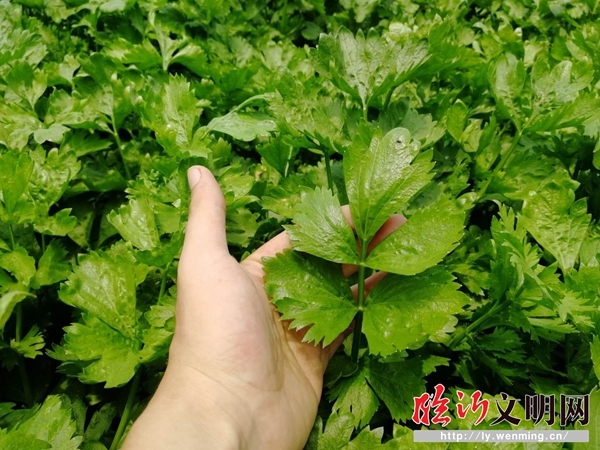 致富野生芹菜种植视频_种植野生芹菜致富_野芹菜大面积种植