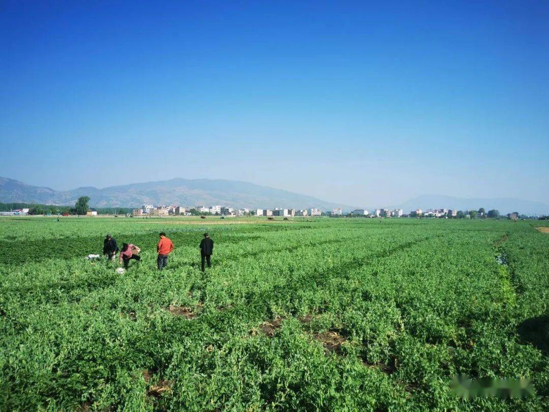 昭阳区：在土地上做“加法 ” 加出致富新天地