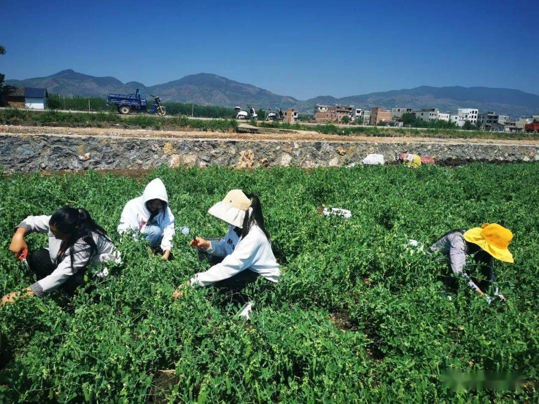 致富水果种植方案怎么写_致富经种植三种水果亩收入过亿_水果种植致富方案