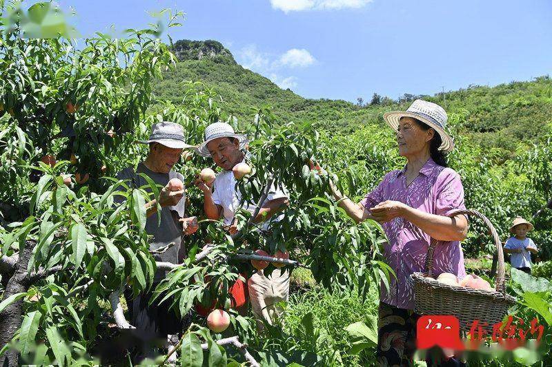 致富种植黄桃怎么样_黄桃种植致富_种植黄桃的效益怎么样