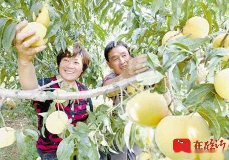 种植黄桃的效益怎么样_致富种植黄桃怎么样_黄桃种植致富