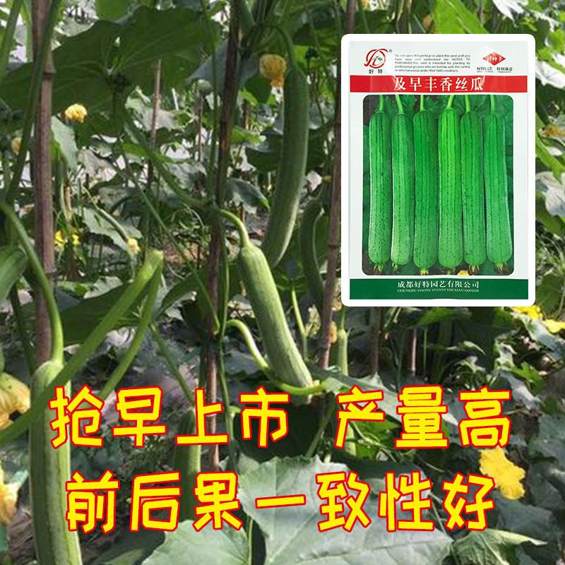 丝瓜新品种！熟性早，膨瓜快！适合抢早上市！卖价高！农户快试种