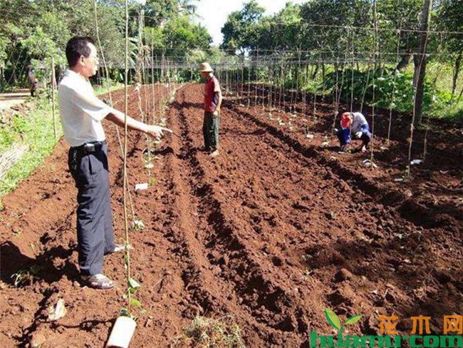 佛手瓜种植方法整地图解2.jpg