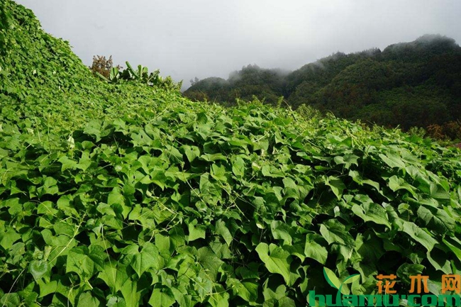 佛手瓜种植方法育苗图三.jpg