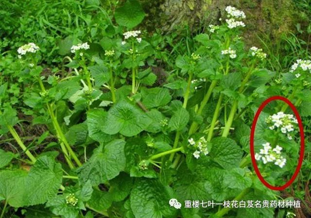 湖北白芨什么价格_湖北白芨种植基地_湖北种植白芨致富