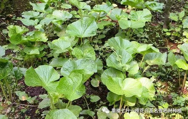 湖北白芨什么价格_湖北种植白芨致富_湖北白芨种植基地