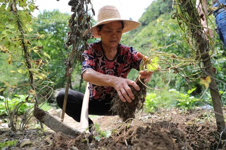 山东种菜_山东种植致富菜_山东种植蔬菜