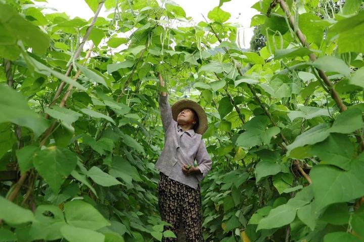 山东种菜_山东种植蔬菜_山东种植致富菜