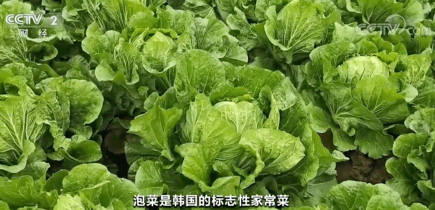 山东种植致富菜_山东种植蔬菜_山东种菜基地是哪里