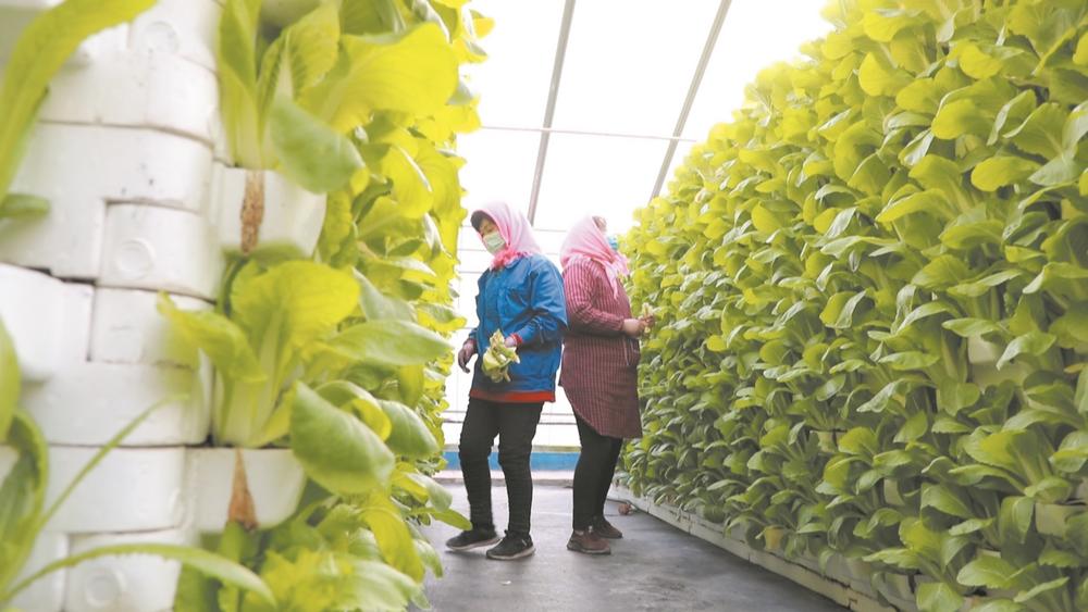 山药种植技术致富经_山药种植视频播放_致富经种山药视频