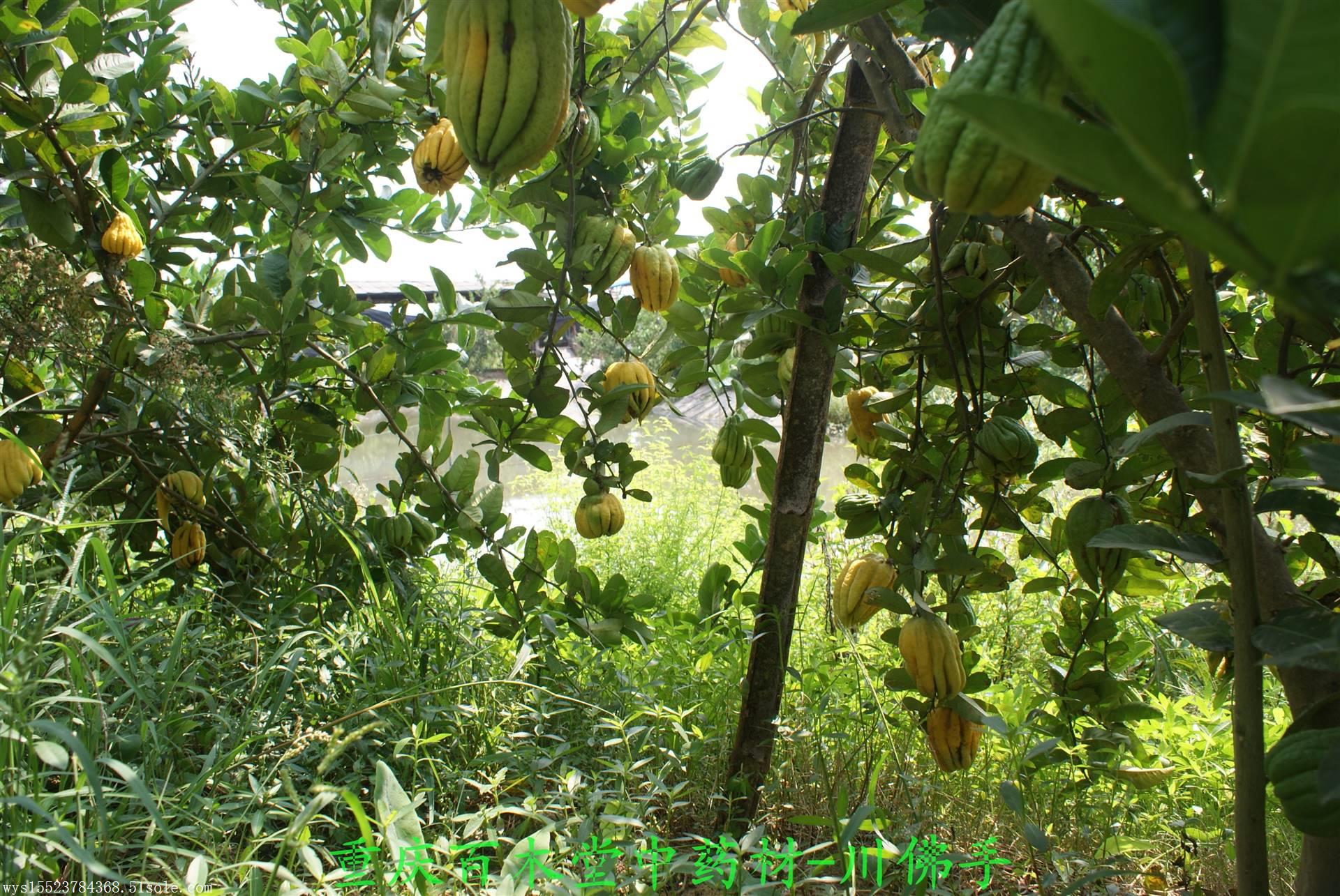 盆栽种植技术佛手_盆栽佛手的栽培管理方法_盆栽佛手的养殖方法