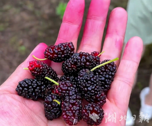 种植桑葚致富简报_种桑椹能致富吗_桑葚种植基地图片