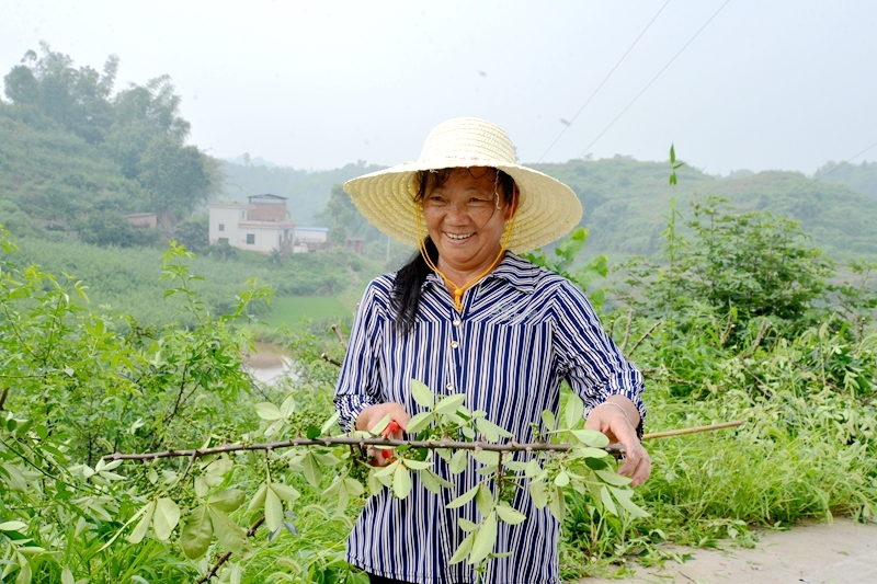 致富经鲜花园采摘_鲜花采摘工_采摘园挣钱吗