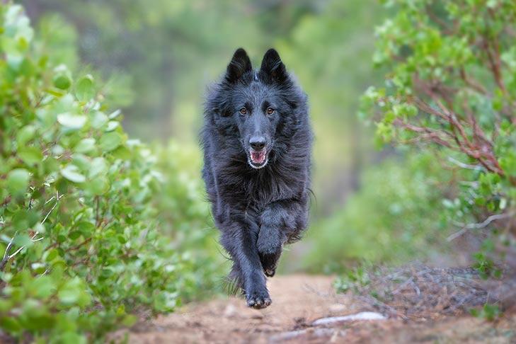 寻根问祖系列（15）：比利时牧羊犬（Belgian Shepherd Dog）