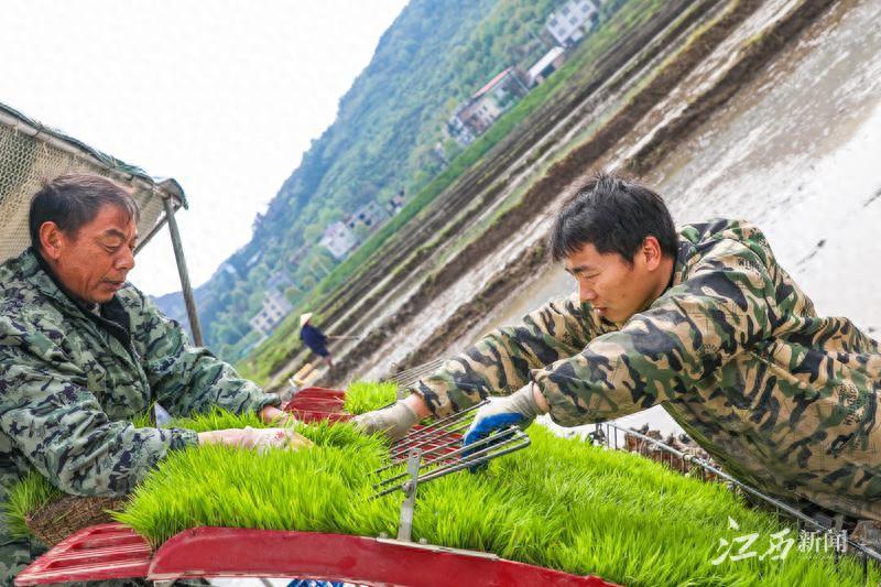 致富经种植水稻视频_水稻种植视频素材_种植致富稻视频