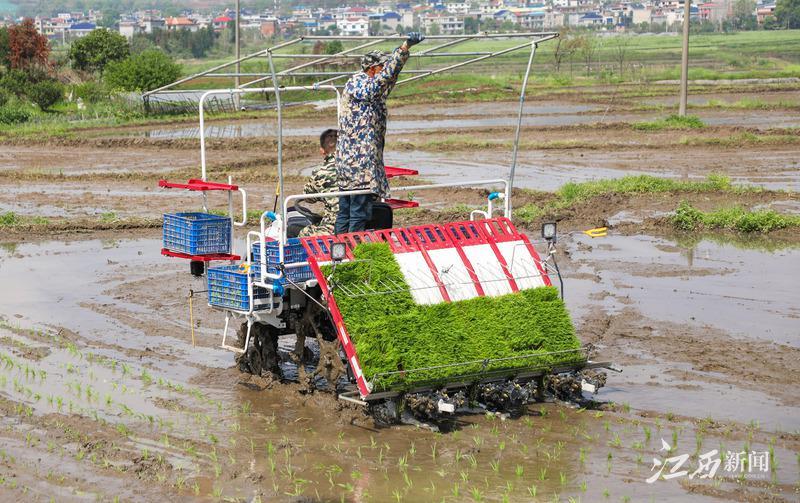 水稻种植视频素材_种植致富稻视频_致富经种植水稻视频