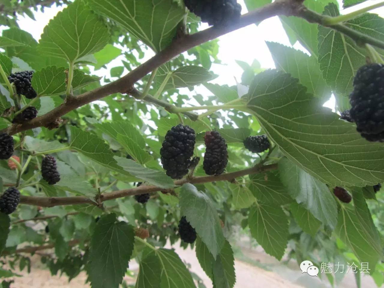 桑葚的种植前景与市场行情_种植桑葚致富简报_桑葚种植基地图片