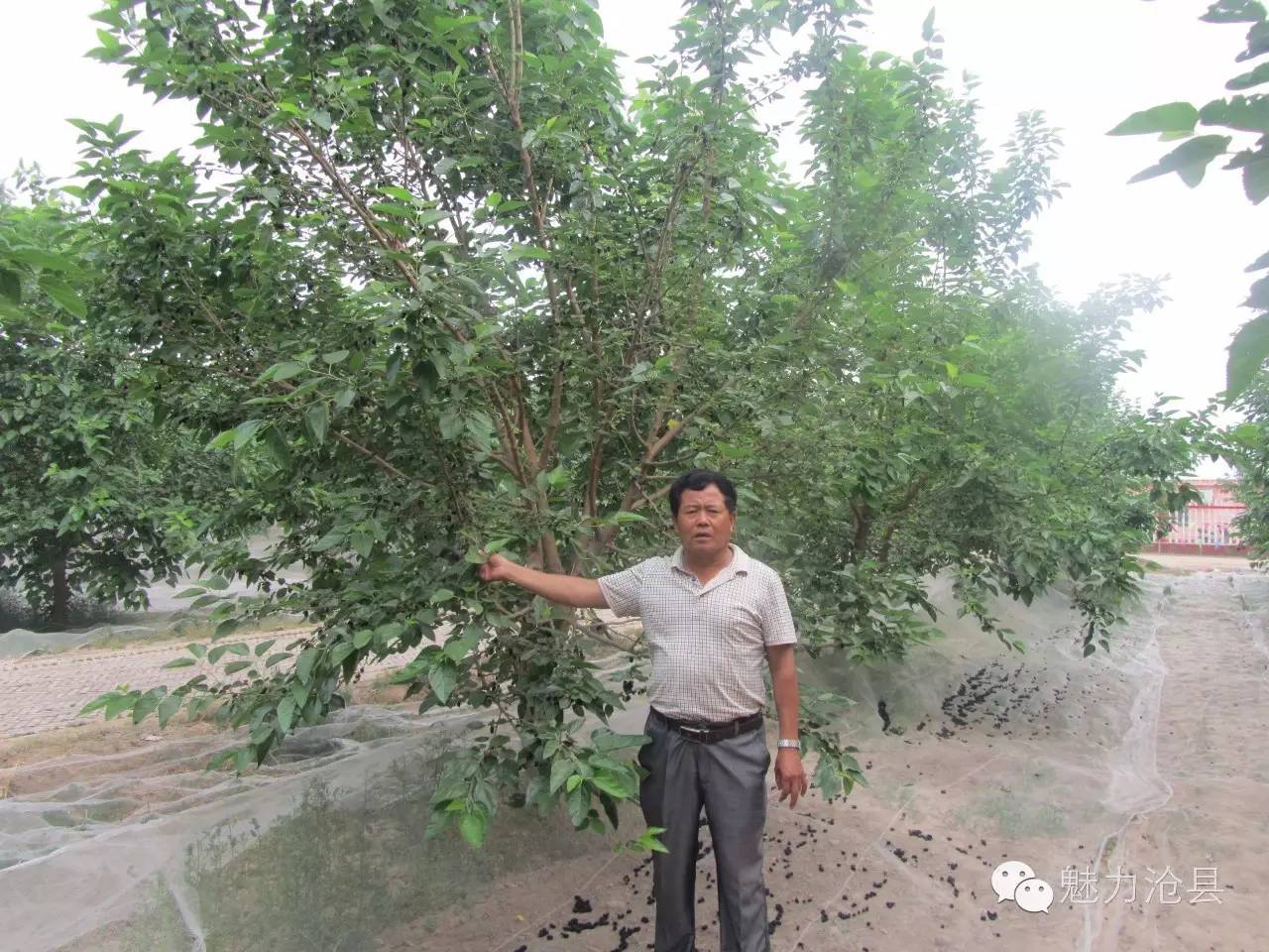 桑葚种植基地图片_种植桑葚致富简报_桑葚的种植前景与市场行情