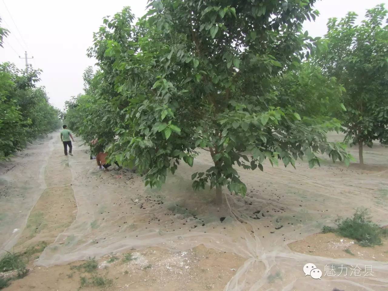 桑葚种植基地图片_种植桑葚致富简报_桑葚的种植前景与市场行情