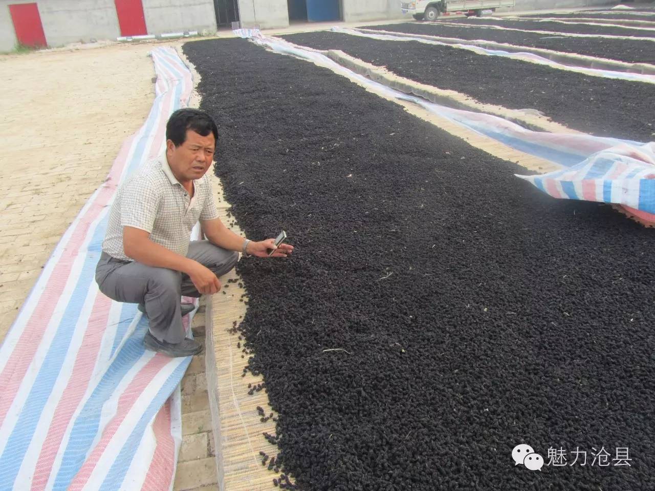 种植桑葚致富简报_桑葚的种植前景与市场行情_桑葚种植基地图片