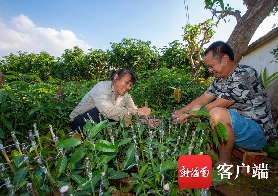 种植致富稻视频_种植水稻的视频直播_水稻致富那人叫啥名