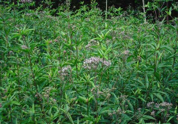 中药材种植技术