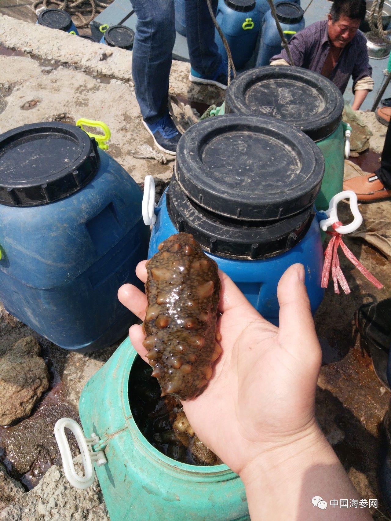 海参苗养殖视频教程_海参苗养殖技术视频教学_苗室海参养殖技术1