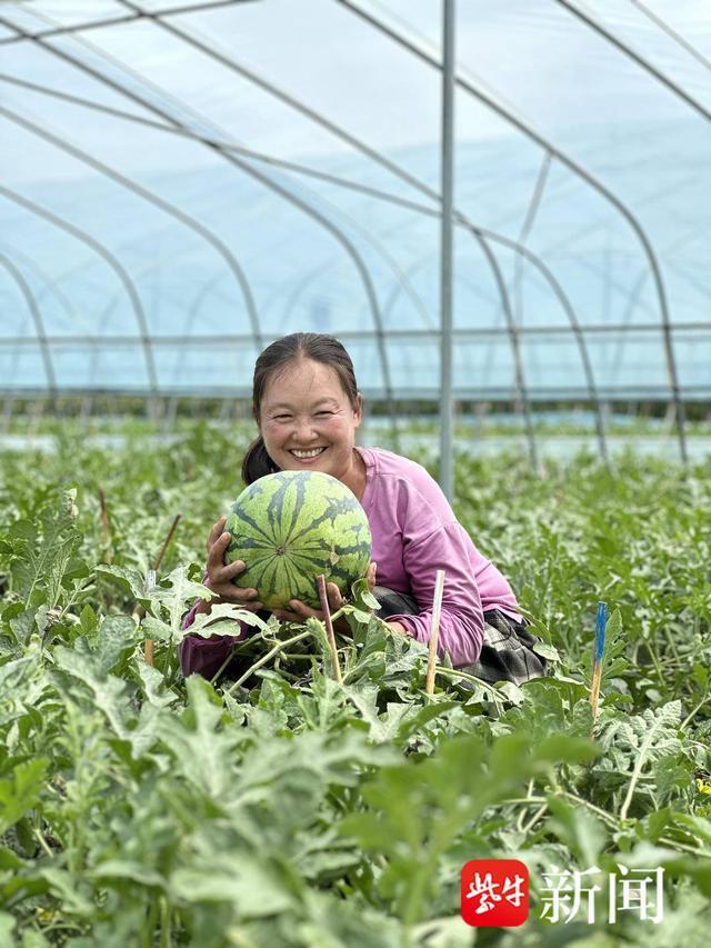 徐州沛县安国镇首届西瓜节开幕 小西瓜结出甜蜜“致富果”