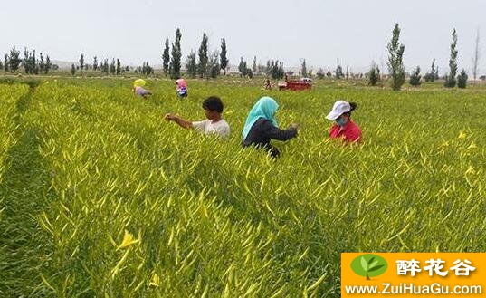 致富经鲜花园采摘_高端采摘园_鲜花采摘园有前景吗