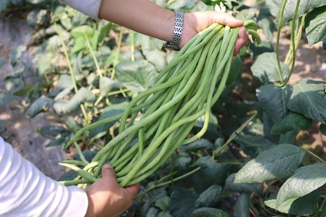 蔬菜大棚种植什么最赚钱_致富蔬菜大棚种植品种有哪些_大棚种植致富蔬菜品种