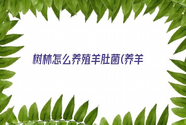 树林怎么养殖羊肚菌(养羊有羊肚菌么)