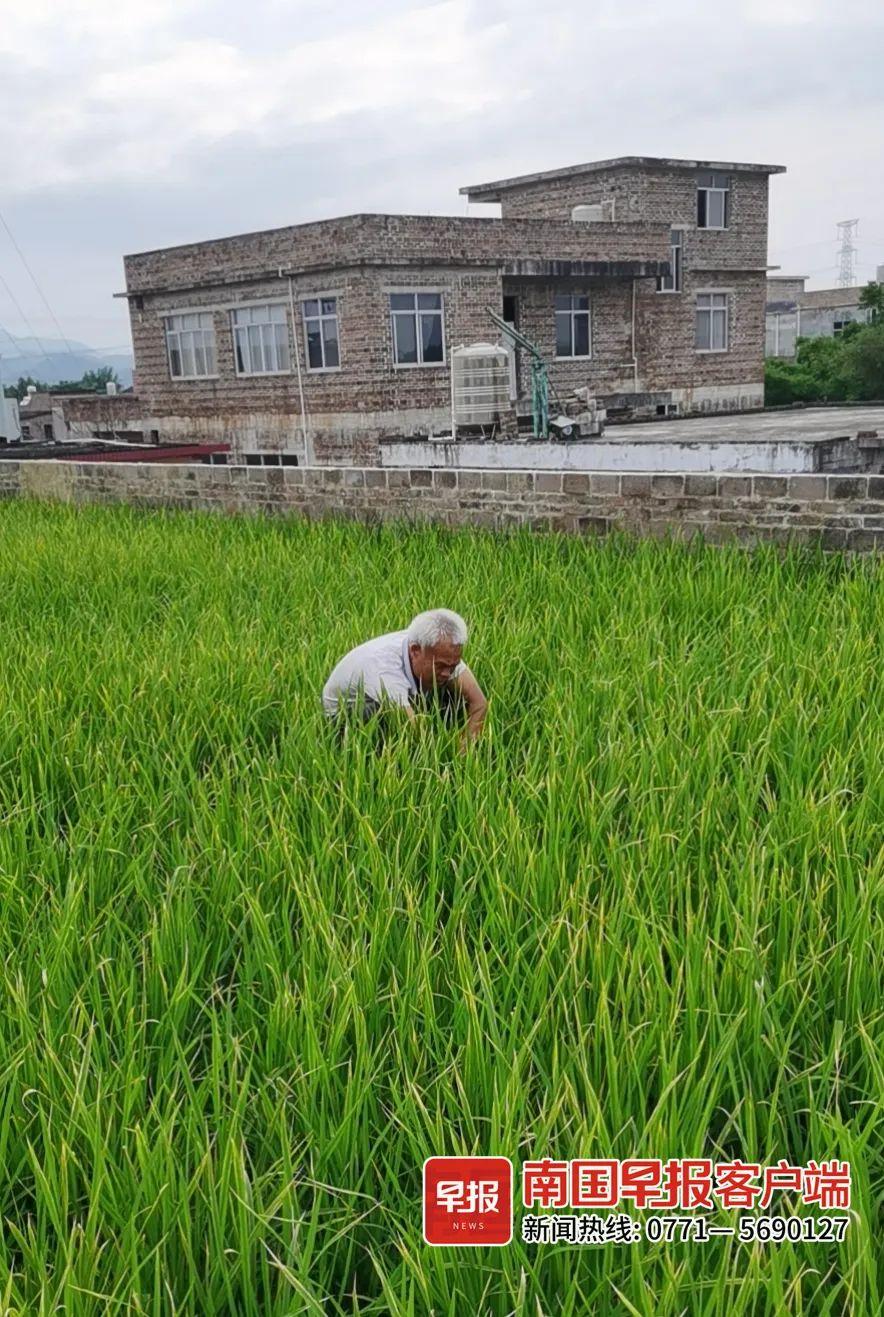 种植水稻的视频直播_水稻致富那人叫啥名_种植致富稻视频