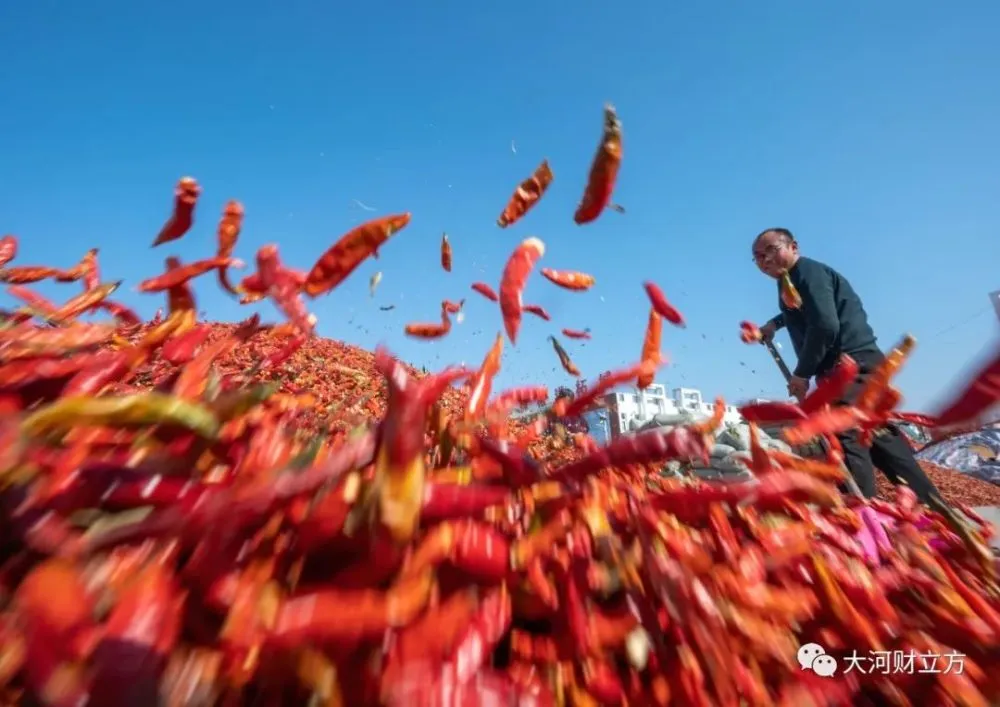 数读“中国辣椒之都”商丘柘城，这些数据蕴藏大亮点