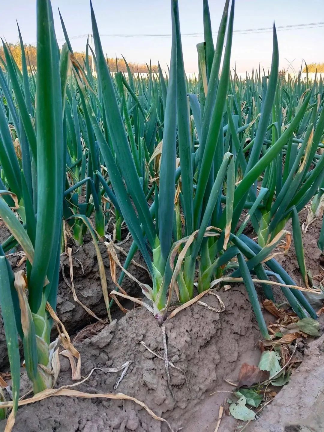 栽培大葱种植技术与管理_大葱栽培种植技术_大葱的栽培技术