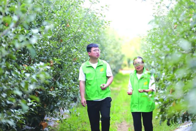 致富经他创业种苹果_致富经种植苹果发财视频_种植苹果致富