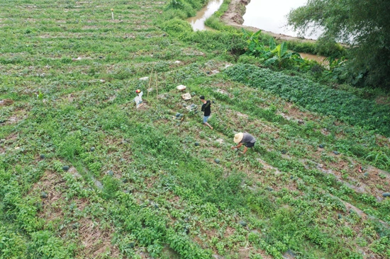 藤县秋西瓜甜蜜上市 助农增收致富