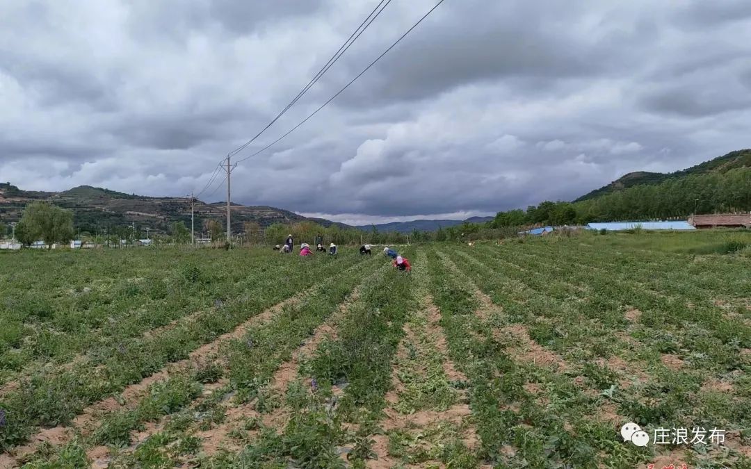 岳堡镇：种植中药材 致富有“良方”