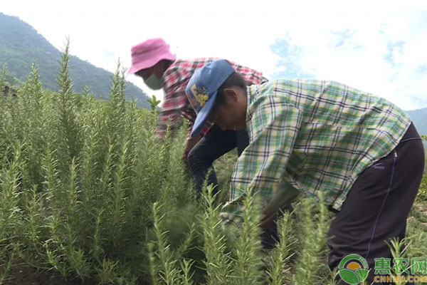 干本村村民深山种植迷迭香，成村民脱贫致富好产业！