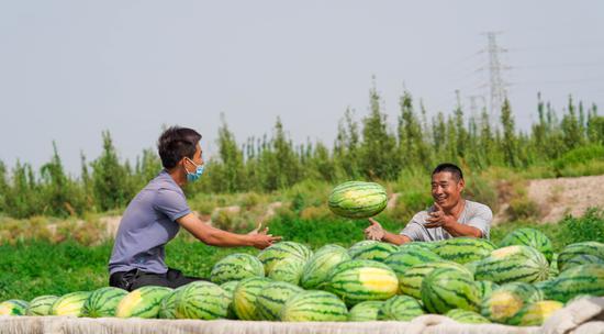 新疆尉犁县将西瓜种植打造成农民增收致富的“甜蜜产业”