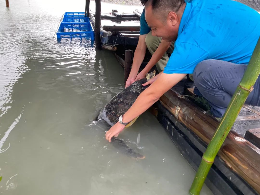 养海龟的视频_养殖海龟需要什么手续_海龟养殖技术视频