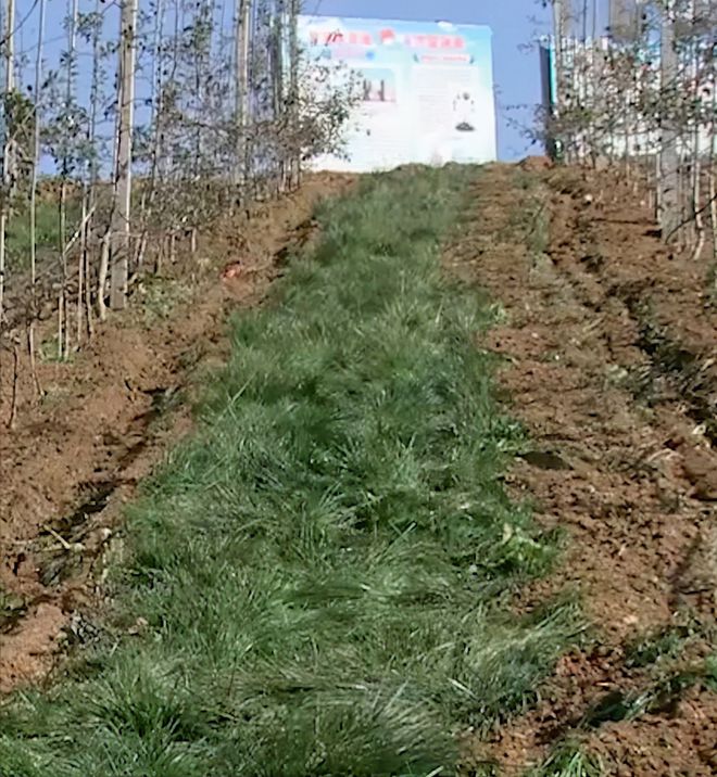 苹果致富经_致富经他创业种苹果_致富经种植苹果发财视频