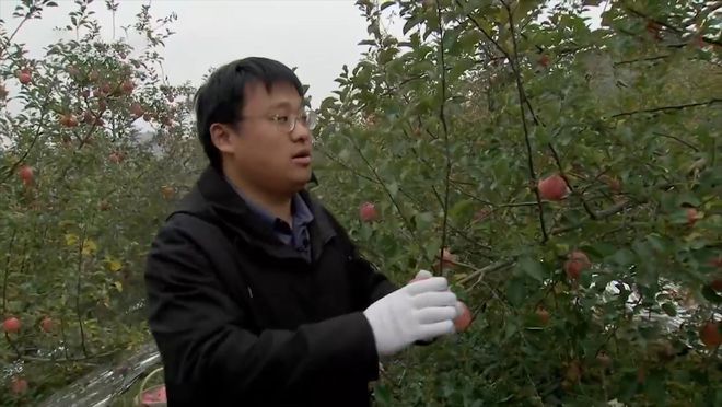 致富经他创业种苹果_苹果致富经_致富经种植苹果发财视频