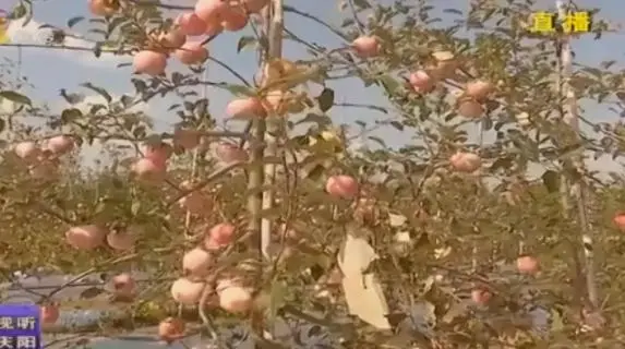 致富经种植苹果发财视频_苹果种植致富果_致富种植果苹果图片