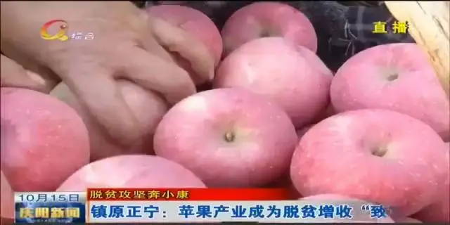 致富种植果苹果图片_苹果种植致富果_致富经种植苹果发财视频