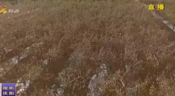 苹果种植致富果_致富种植果苹果图片_致富经种植苹果发财视频